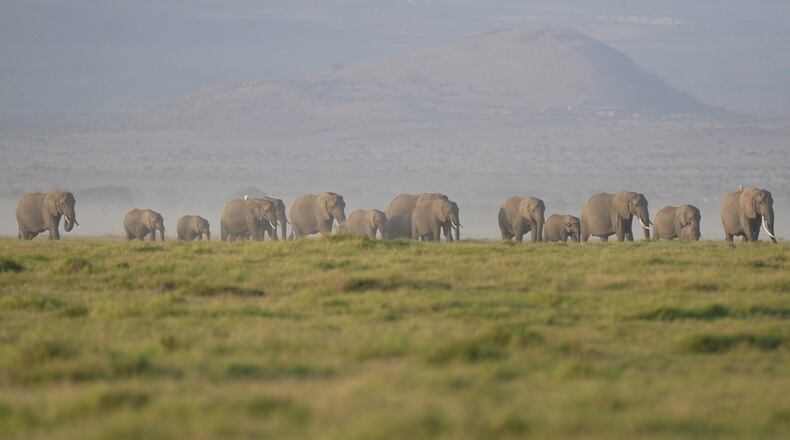 FILE - A herd of elephants grazes in Amboseli National Park in Kajiado, Kenya, Feb. 12, 2026. (AP Photo/Brian Inganga, File)
