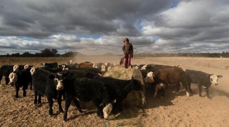 Four cows were killed when a semi rolled over on a New Mexico interstate flyover on Oct. 12.