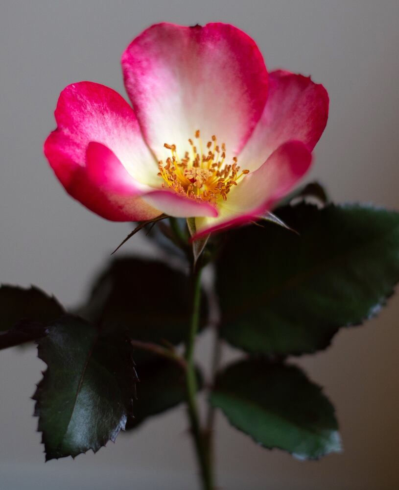PHOTOS: 62nd Atlanta Rose Show 2019