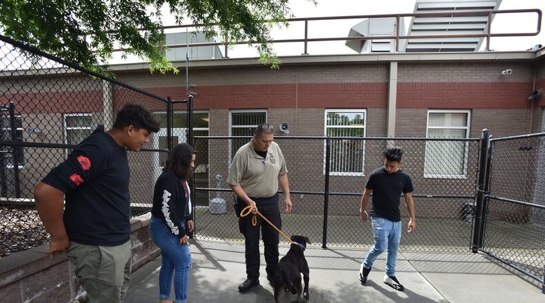 Mike Chatham shows a pit bull at Gwinnett County Animal Welfare and Enforcement in Lawrenceville. HYOSUB SHIN / HSHIN@AJC.COM AJC FILE PHOTO