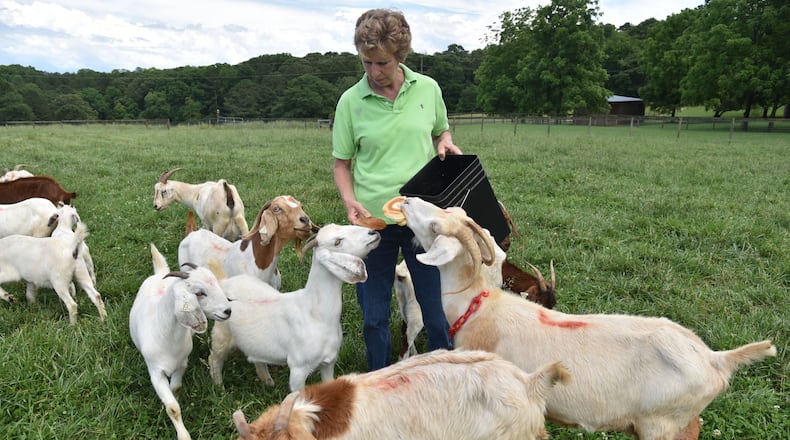 Charline Cambron feeds treats to goats on her 50-acre farm at Rosewood Goat Farm on Wednesday, May 24, 2017. HYOSUB SHIN / HSHIN@AJC.COM