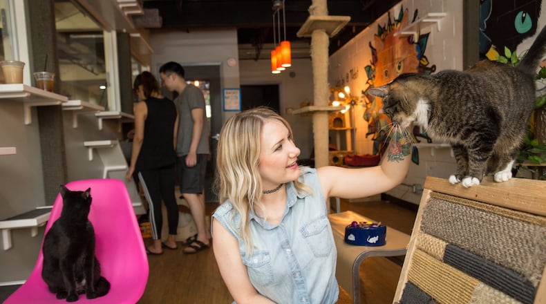 Hadyn Hilton owns and operates Grant Park’s Java Cats Cafe, which includes an area where cats mingle with paying guests in the hopes of eventual adoption. (Jenni Girtman / Atlanta Event Photography)