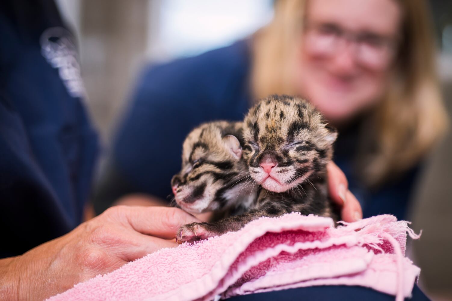 PHOTOS: Clouded leopard quadruplets healthy and adorable in Tacoma