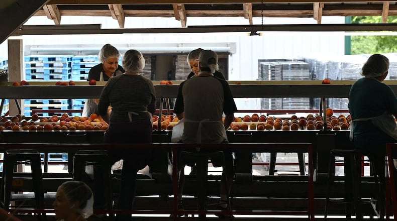 Dickey Farms employees look at peaches on a conveyor belt at Dickey Farms on Wednesday, July 3, 2024, in Musella, Georgia. Dickey Farms is the oldest, continuously operating peach packinghouse in Georgia and offers tours and sells homemade goods and produce in their shop. (Photo Courtesy of Katie Tucker/The Telegraph)