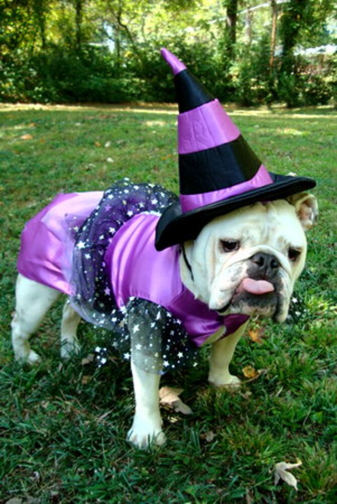 2007 Halloween Pets: Part 6