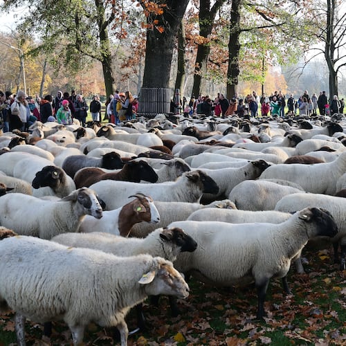 People watch sheep on their way to the winter pastures, in Nuremberg, Germany, Sunday, Nov. 16, 2025. (Daniel Löb/dpa via AP)