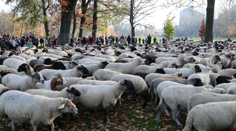 People watch sheep on their way to the winter pastures, in Nuremberg, Germany, Sunday, Nov. 16, 2025. (Daniel Löb/dpa via AP)