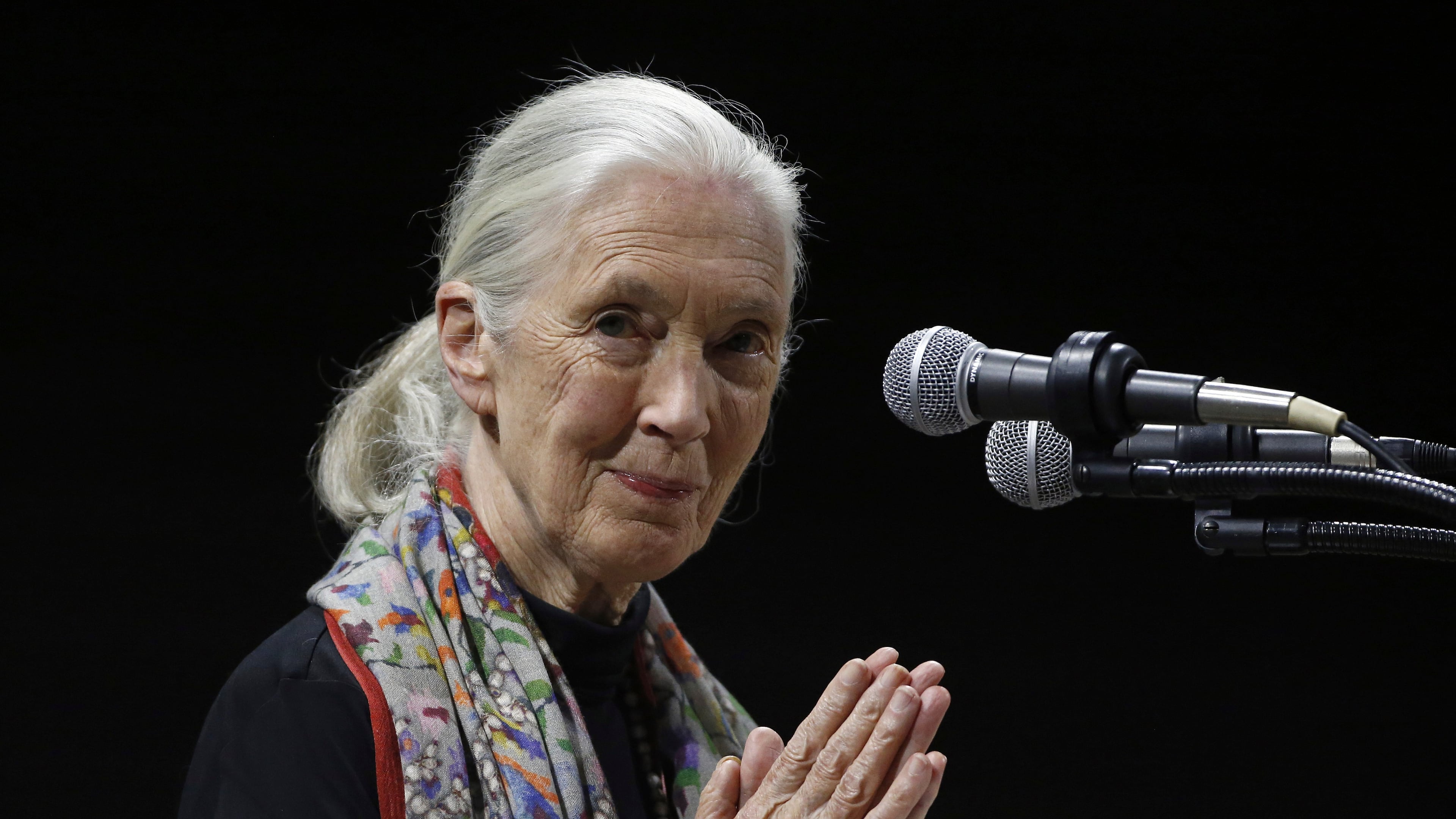 FILE - Primatologist and conservationist Jane Goodall delivers the 50th George Gamow Memorial Lecture at the University of Colorado, Boulder, Colo., Oct. 1, 2015. (AP Photo/Brennan Linsley, File)
