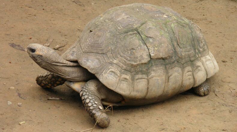 File photo. (Photo: nelson beltran/Free Images)