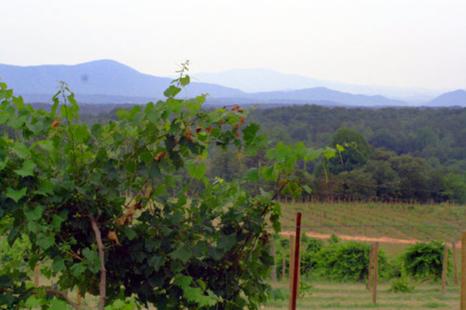 Muscadines in season