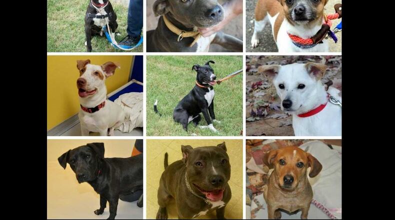 The Georgia SPCA in Suwanee posted on Facebook on Sunday that 43 dogs and cats had already been adopted as part of the program through online retailer Zappos and Best Friends Animal Society.