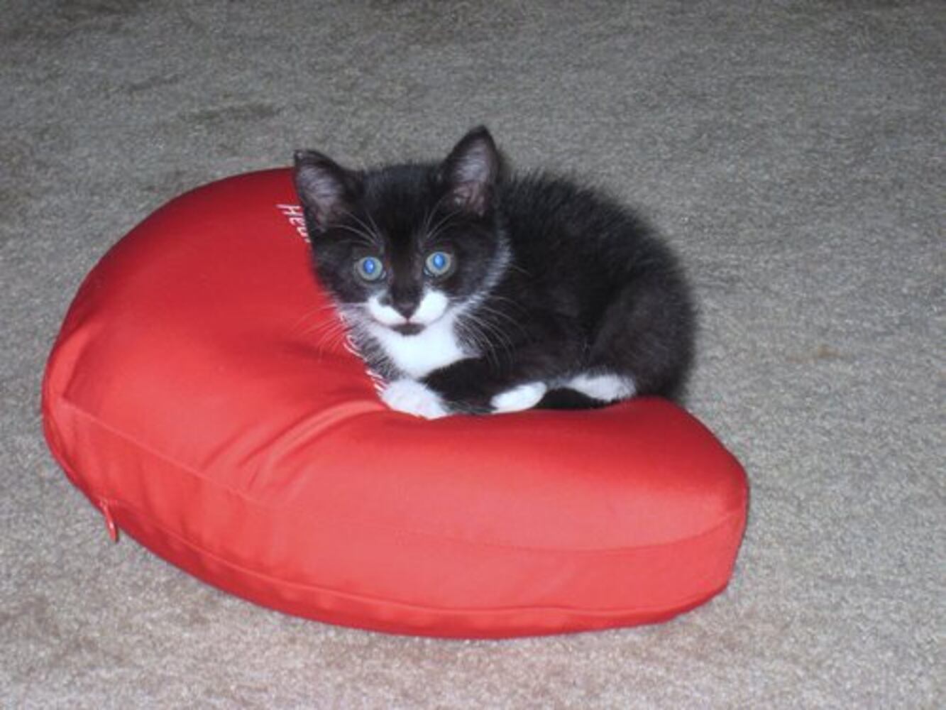 Atlanta's Cutest Kittens