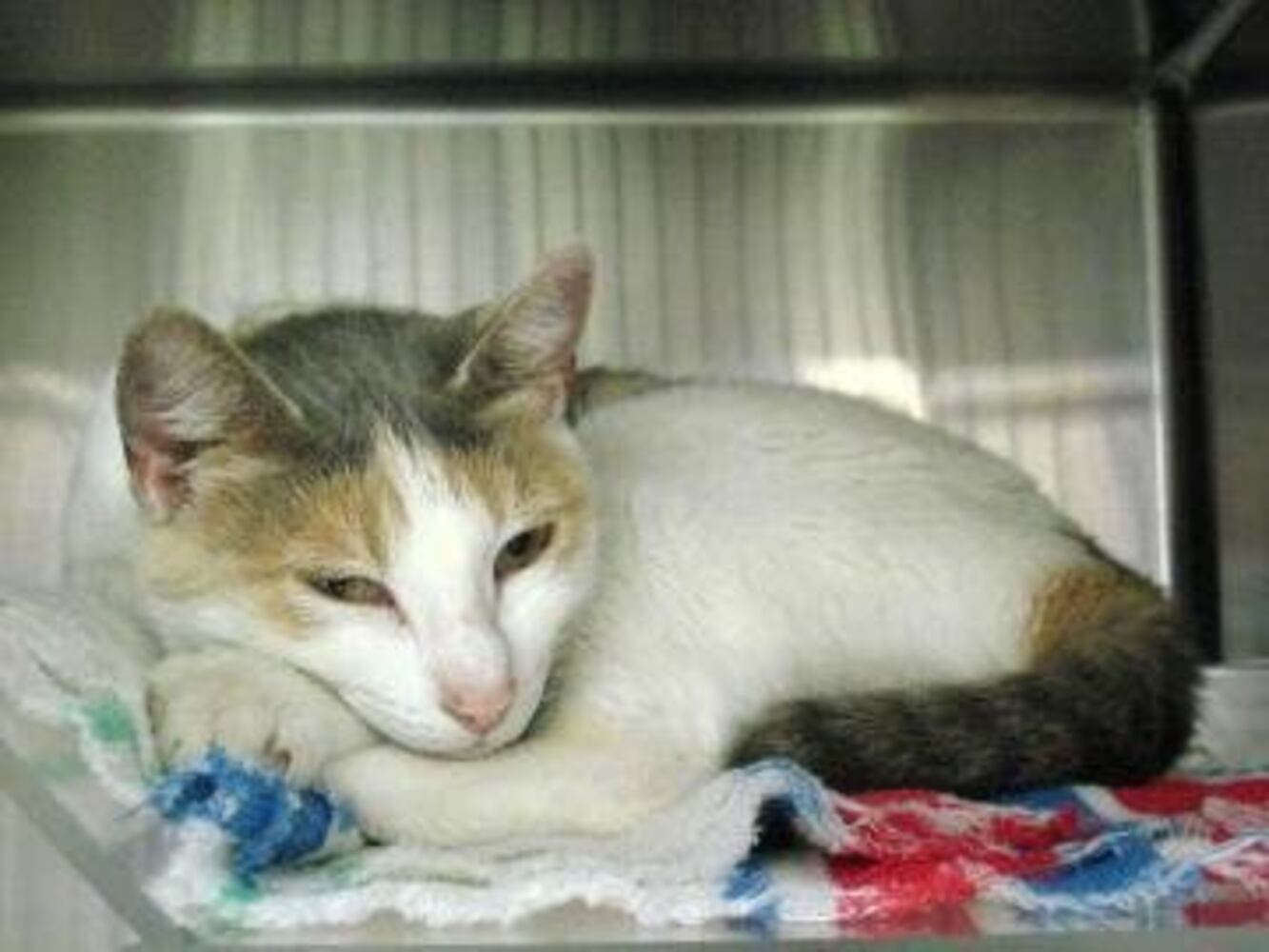Help Atlanta's adoptable pets find a home: Apr. 16