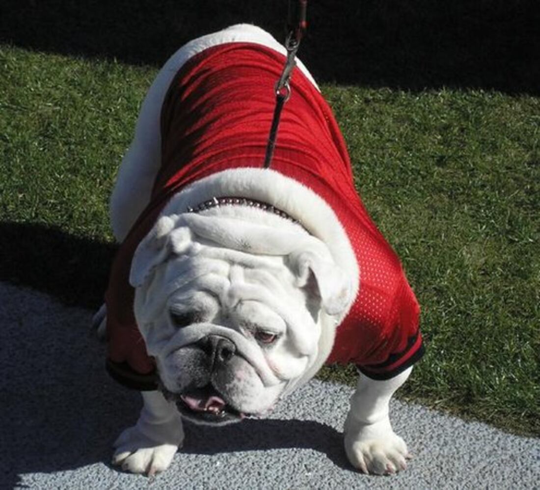 Fans pictures of Uga VI -- No. 2.