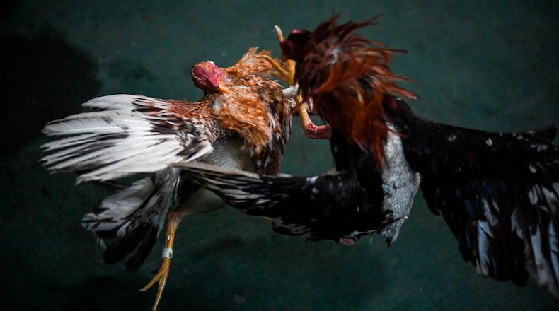 Two roosters fight with plastic spurs during a tournament at the "Club Gallistico Caracas" cockfighting club, in Caracas, on January 25, 2020. - Cockfights are one of the oldest cultural traditions in Venezuela, where people with different ideologies and economic power converge. Bets are placed either in dollars, beers, or shots of rum.