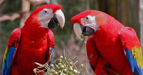Head to the Gwinnett County Fairgrounds & Expo Center for exotic birds and everything you’ll need to care for them.