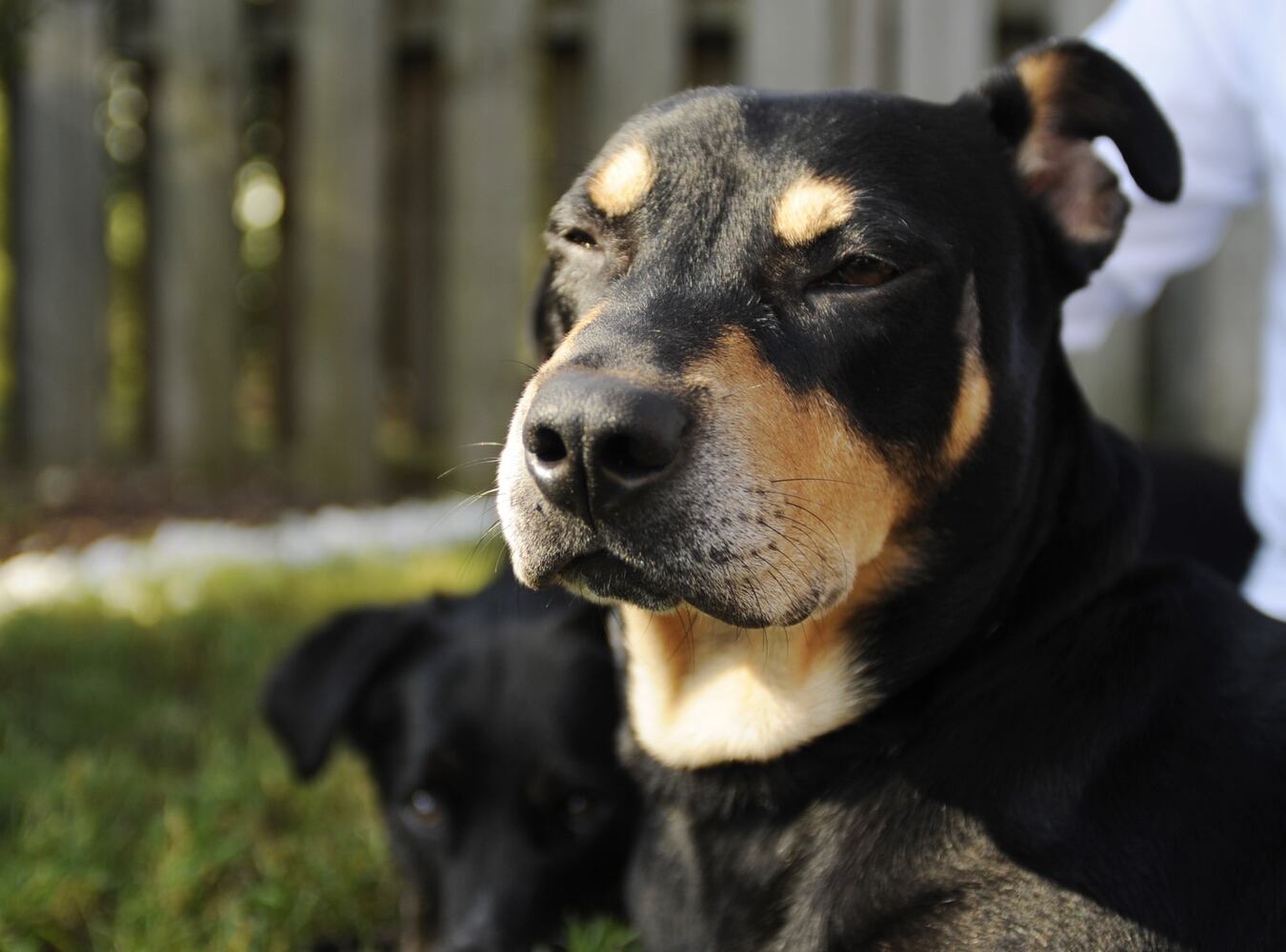 Lazarus the dog that wouldn't die