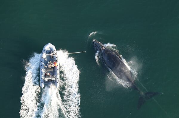 Georgia Department of Natural Resources staff work to disentangle right whale No. 5217 off Jekyll Island on Dec. 3, 2025. Credit: Clearwater Marine Aquarium Research Institute/taken under NOAA permit 24359. Credit and permit number required for use. Aerial survey funded by NOAA Fisheries and Georgia DNR.