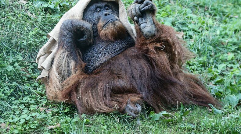 Sugi, a 25-year-old Sumatran orangutan at the Philadelphia Zoo, is scheduled to receive a COVID-19 vaccine. (Steven M. Falk/The Philadelphia Inquirer/TNS)