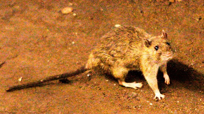 FILE - In this June 15, 2010 file photo, a rat wanders the subway tracks at Union Square in New York. (AP Photo/Frank Franklin II, File)
