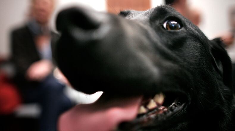 A Labrador retriever. (Photo by Chip Somodevilla/Getty Images)