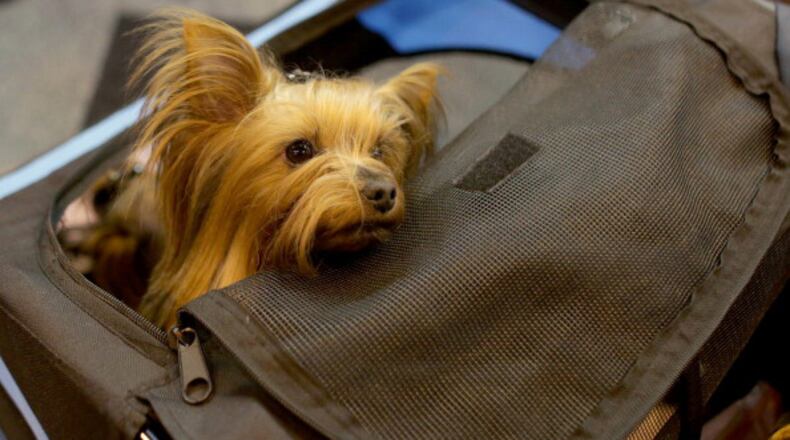 BIRMINGHAM, ENGLAND - MARCH 06: A Yorkshire Terriers is pushed around the trade stands on the first day of Crufts dog show at the NEC on March 6, 2014 in Birmingham, England. Said to be the largest show of its kind in the world, the annual four-day event, features thousands of dogs, with competitors travelling from countries across the globe to take part. Crufts, which was first held in 1891 and sees thousands of dogs vie for the coveted title of 'Best in Show'. (Photo by Matt Cardy/Getty Images)