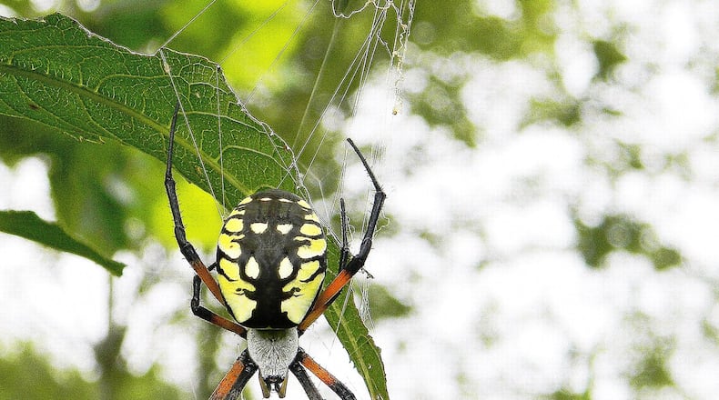 The yellow garden spider shown here is one of several big spiders known as orbweavers that become prominent this time of year. Their large webs seem to be everywhere now. DAKOTA L./ CREATIVE COMMONS