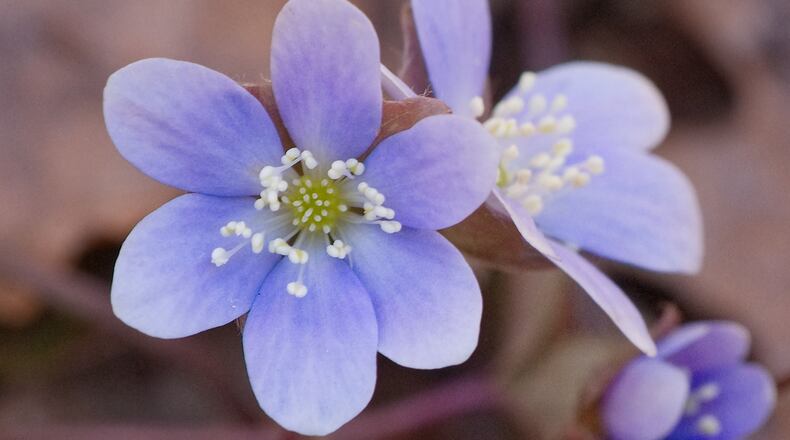 Round-lobed hepatica (shown here) is considered to be the first native wildflower to bloom in Georgia each year, usually flowering in early January. Hepatica has certain features that protect it from the cold and enable it to make food through photosynthesis in winter. DON HUNTER