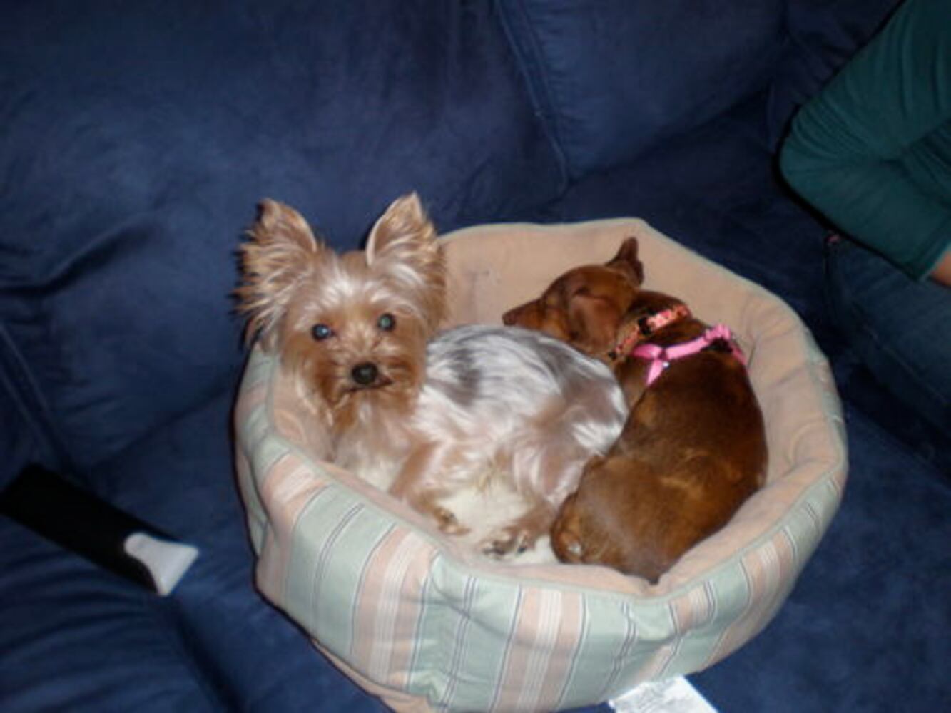 Atlanta's Top Dogs: 6. Yorkshire terriers