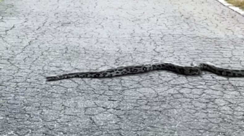 A widely shared video on social media showed multiple large snakes in Piedmont Park. Aug. 16, 2024 (Credit: Twitter User @cbenderatl)