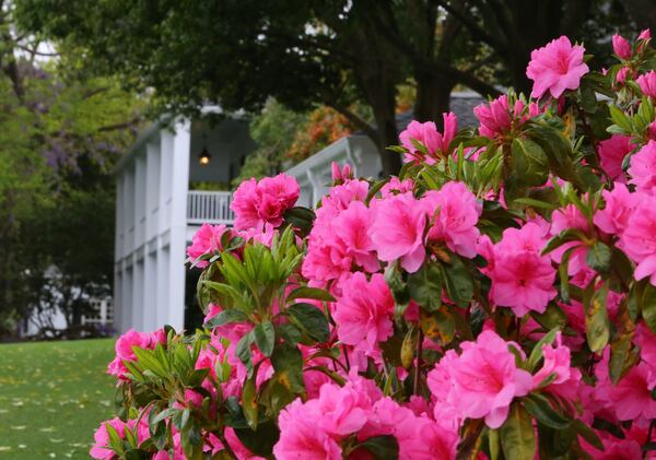 Azaleas are in full bloom for the Masters outside the clubhouse at Augusta National Golf Club on Sunday, April 6, 2014, in Augusta. CURTIS COMPTON / CCOMPTON@AJC.COM