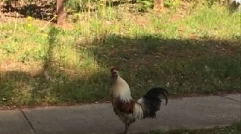 Rodney the rooster has been loose and causing a ruckus in Norcross since at least last fall. (Credit: Norcross Police Department)
