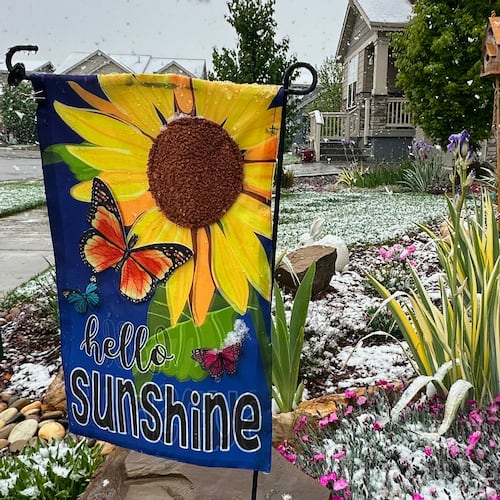 Wet snow falls on flowers Tuesday, May 5, 2026, in Fort Collins, Colo. (AP Photo/Mead Gruver)