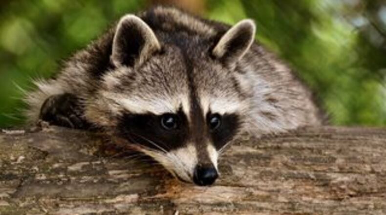 Raccoons invading attics and ceilings are causing some grief for some Colorado apartment residents.