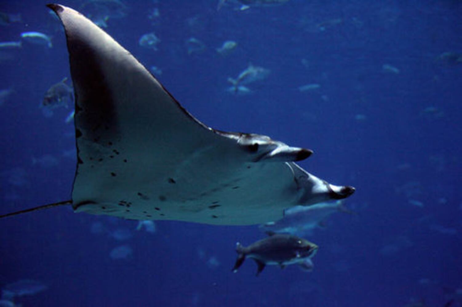 Georgia Aquarium Gets a New CEO