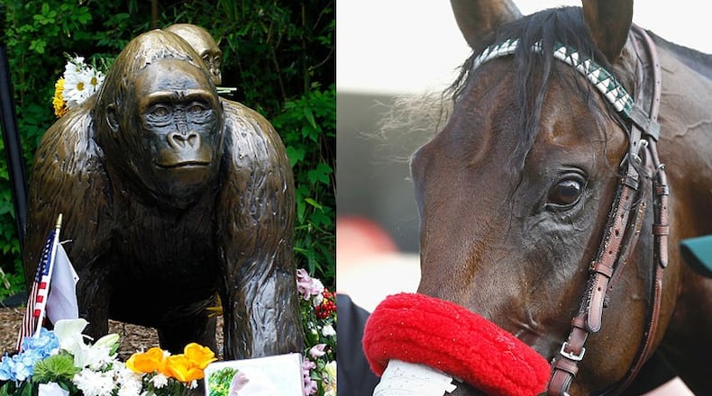 Statue of Harambe (right), horse at Churchill Downs before Kentucky Derby (Left). Getty Images. (Photo: Cox Media Group)