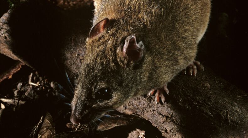FILE PHOTO: Fawn-footed melomys (Melomys cervinipes), nocturnal native rodent. Cape Tribulation, Daintree National Park, North Queensland, Australia. A cousin to the one pictured, the Melomys rubicola, has been labeled extinct due to "human-induced climate change."