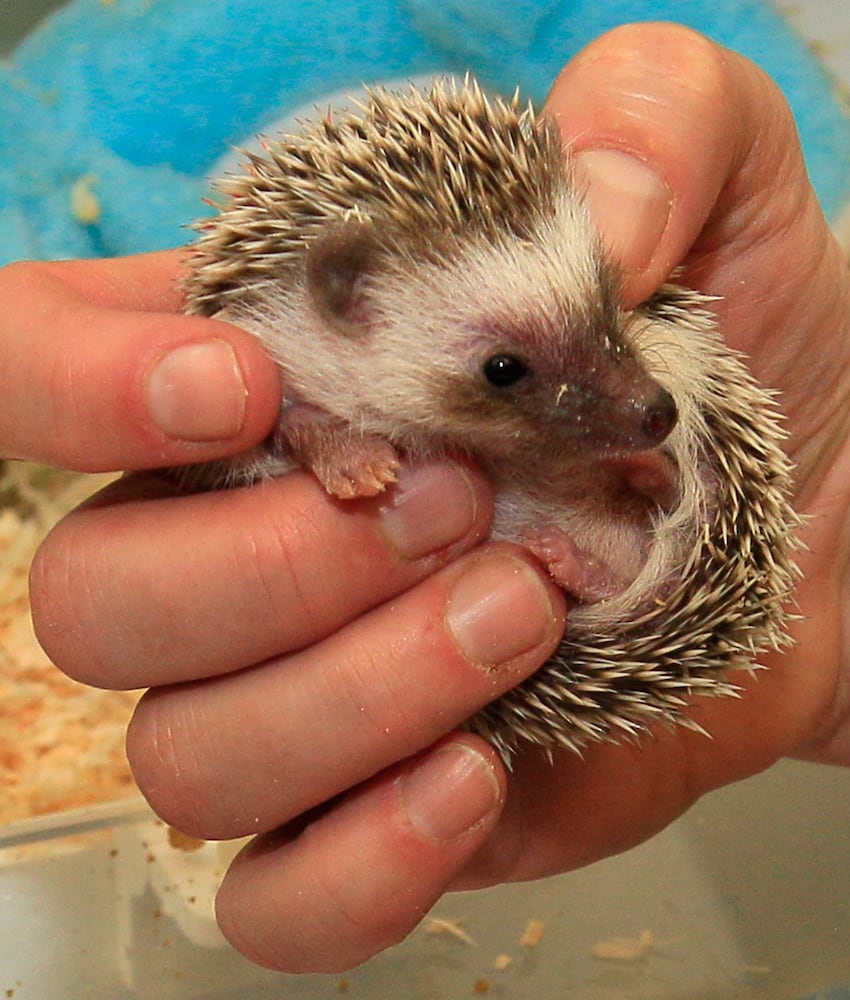 Awkward animal babies