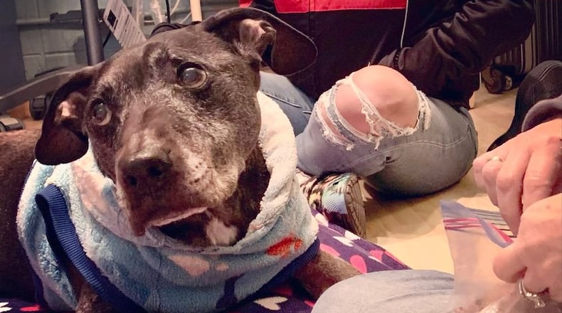 The last living dog who was picked up during a 2007 raid of Michael Vick's Virginia property for dogfighting has died. BADRAP animal rescue