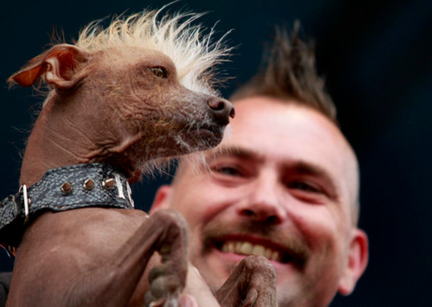 The 2012 ugliest dog contest