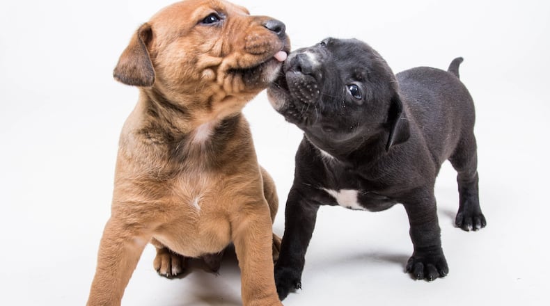 LifeLine Animal Project