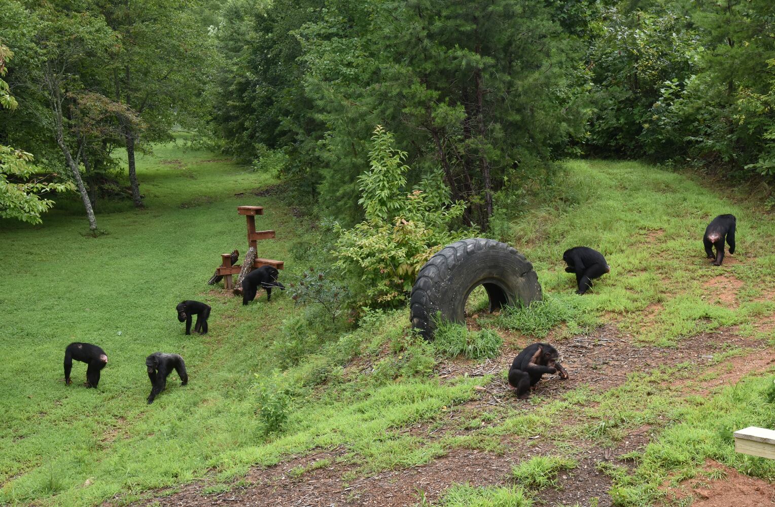 Project Chimps offers new life for research animals