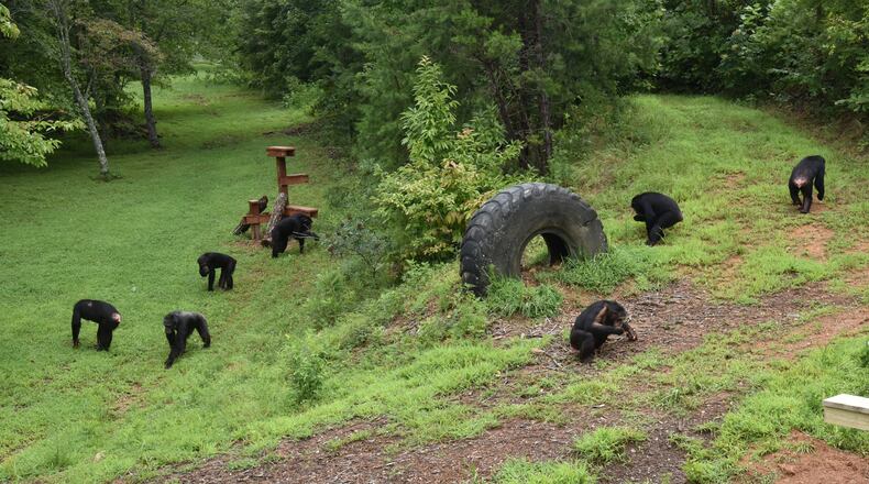 A group of female chimps gather and eat their supplement snacks at Project Chimps in Morganton on Thursday, Aug. 9, 2018. Project Chimps provides lifetime care to former research chimpanzees in a sanctuary on 236 acres of forested land in the Blue Ridge Mountains. HYOSUB SHIN / HSHIN@AJC.COM