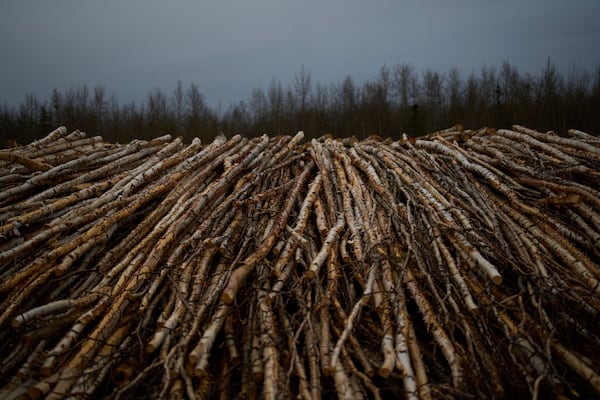 Stacks of logs sit to dry, to be used for the biomass heating system for Galena Interior Learning Academy, on Sunday, May 18, 2025, in Galena, Alaska. (AP Photo/John Locher)