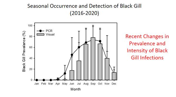Recent data from shrimp sampling trips concludes black gill is more active for a longer period of time than before.