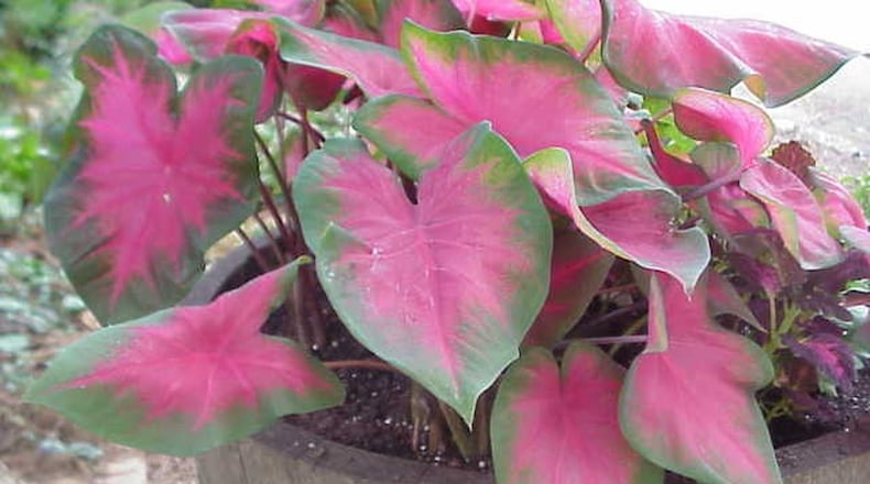 Caladiums make a great pop of color in shade. Some varieties can be grown in half-day sun. CONTRIBUTED BY WALTER REEVES