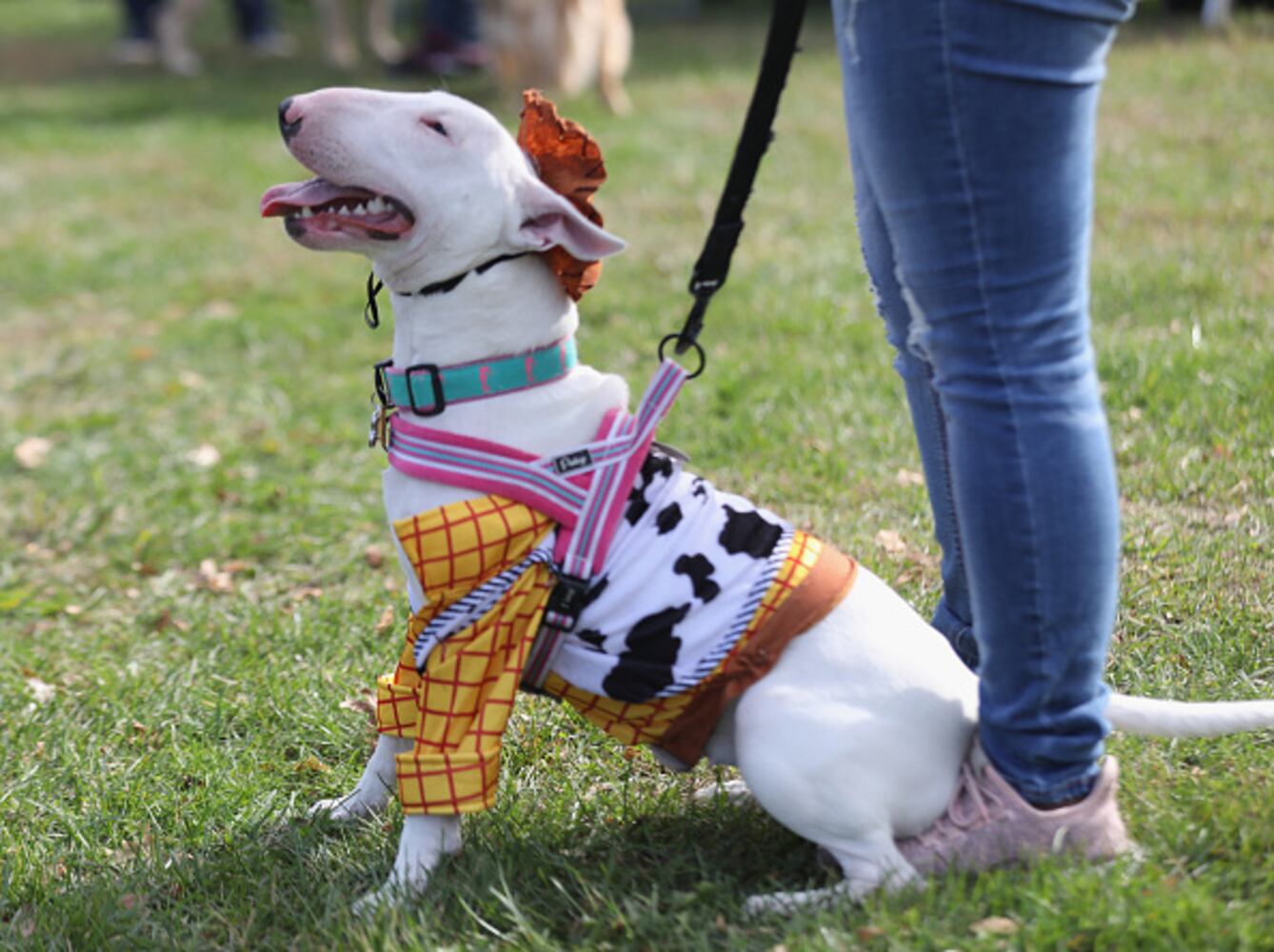 Photos: Dogs put on their HOWLoween best for Barkfest