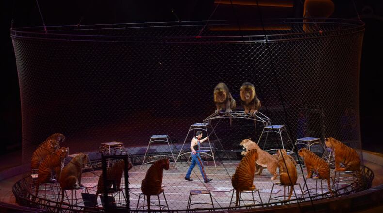 Animal trainer Alexander Lacey performs with trained tigers at a performance by Ringling Bros. and Barnum & Bailey Circus  in March in Washington, DC, one of the final shows as Ringling Bros. prepares to end the 146-year big top tradition in May.