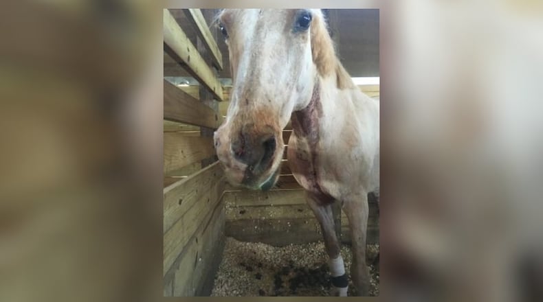 A woman says her horse was mauled by two dogs in Gwinnett County.