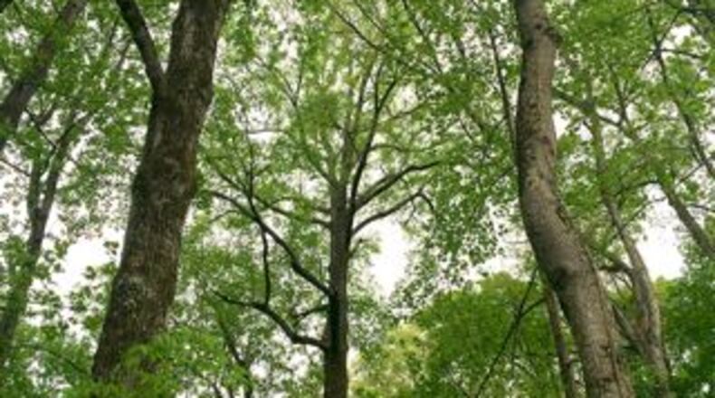 Illegally cutting trees or vegetation in Peachtree City-owned greenbelts will likely result in a minimum $500 fine. AJC file photo